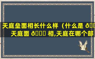 天庭垒面相长什么样（什么是 🐴 天庭面 🍀 相,天庭在哪个部位）